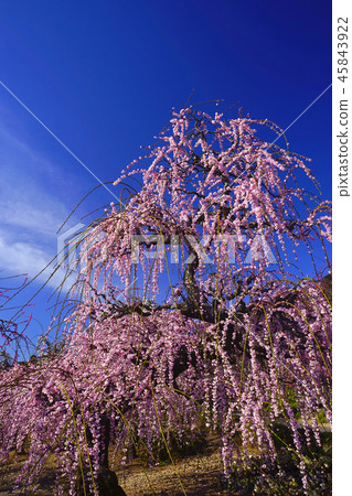 Uedai plum Uedai plum 45843922