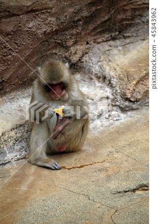 Japanese macaque 45843962
