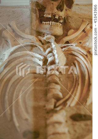 the human skull lies 45843966