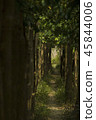 Forest 45844006