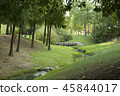 forest 45844017