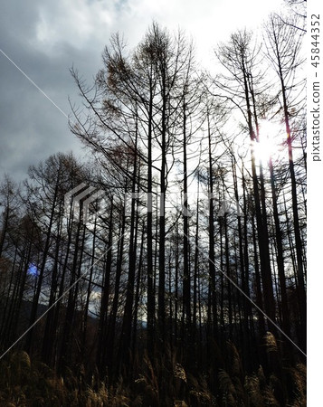 Deciduous pine is deciduous conifer. Fresh green is beautiful and autumn yellow leaves are wonderful. Kitahara Hakushu's poem "Ichiha Matsuri" is still beloved. 45844352