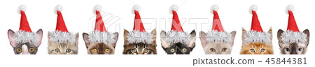 Large group of kitten half-face in Santa red hats 45844381