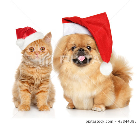 Portrait of cat and dog in Santa red cap 45844383
