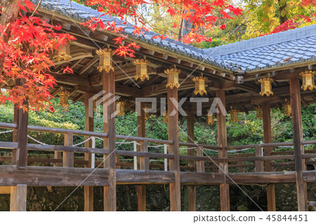 Komyoji Temple Autumn leaves Komyoji Temple Autumn leaves 45844451