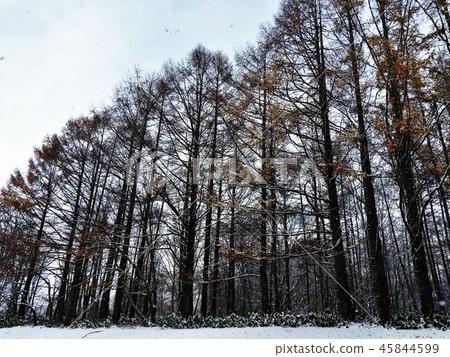 Deciduous pine is deciduous conifer. Fresh green is beautiful and autumn yellow leaves are wonderful. Kitahara Hakushu's poem "Ichiha Matsuri" is still beloved. Deciduous pine is deciduous conifer. Fresh green is beautiful and autumn yellow leaves are wonderful. Kitahara Hakushu's poem "Ichiha Matsuri" is still beloved. 45844599