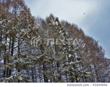 Deciduous pine is deciduous conifer. Fresh green is beautiful and autumn yellow leaves are wonderful. Kitahara Hakushu's poem "Ichiha Matsuri" is still beloved. 45844600