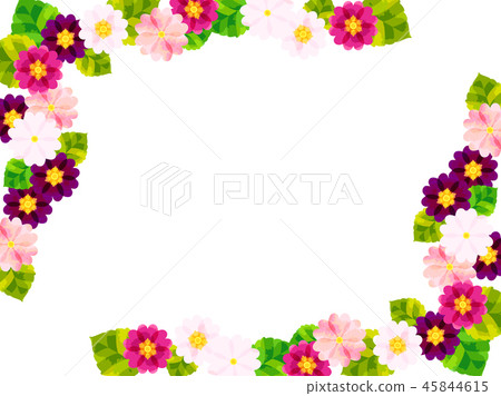 Primula flower frame 45844615