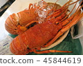 Shrimp Ise 45844619