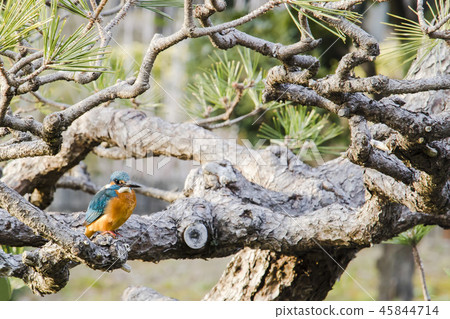 Why not relax with a kingfisher and a rare combination of pines. 45844714