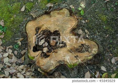 與空心中心的樹樁 45845029
