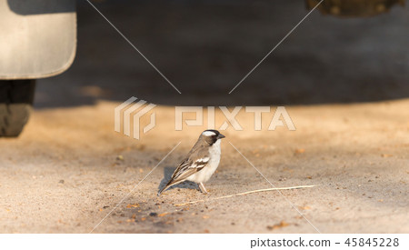 White Browed Weaver (Plocepasser mahali) White Browed Weaver (Plocepasser mahali) 45845228