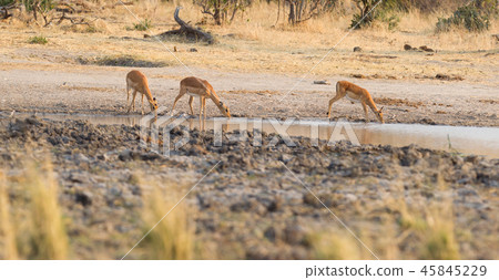 Common Impala (Aepyceros melampus) Common Impala (Aepyceros melampus) 45845229