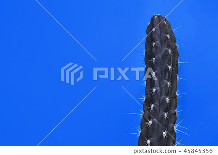 Cactus Fashion Set Design. Minimal Stillife. Trendy Bright Colors. Cactus Fashion Set Design. Minimal Stillife. Trendy Bright Colors. 45845356
