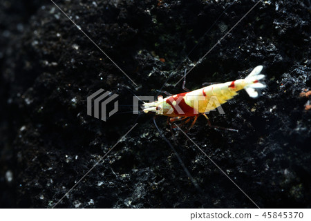 Red Bish Lump 45845370