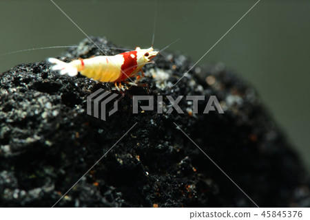 Red Bish Lump 45845376