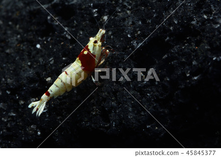 Red Bish Lump 45845377