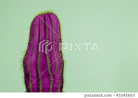 Cactus Fashion Set Design. Minimal Stillife. Trendy Bright Colors. 45845603