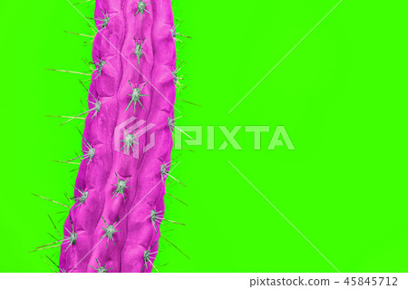 Cactus Fashion Set Design. Minimal Stillife. Trendy Bright Colors. 45845712