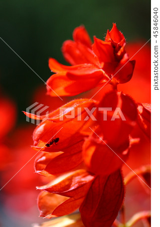 Salvia and ant Salvia and ant 45846040