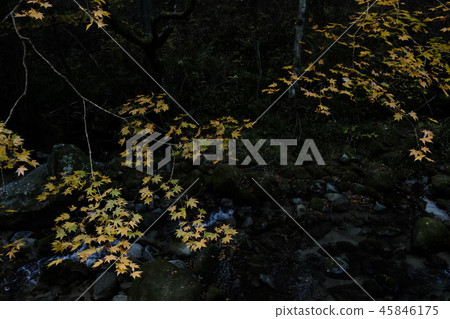 秋葉讓人聯想到寒冷的冬天 45846175