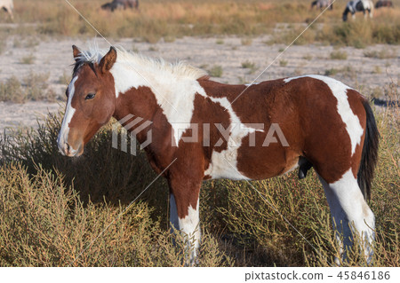 Wild horse in the Utah Desert Wild horse in the Utah Desert 45846186
