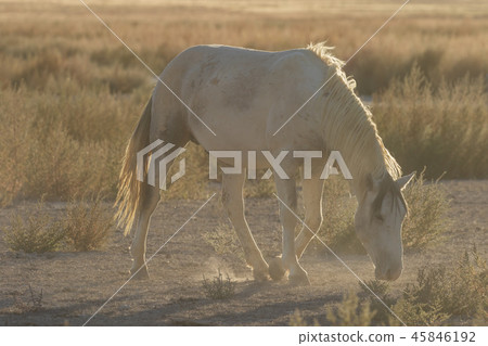Wild horse in the Utah Desert Wild horse in the Utah Desert 45846192