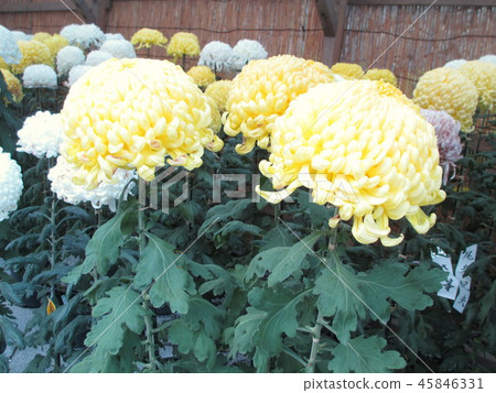 大開花菊花(厚花) 大開花菊花(厚花) 45846331