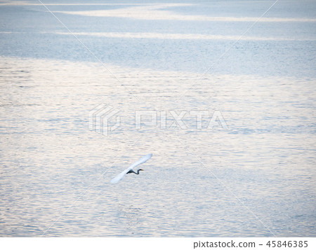 birds at riverside 45846385