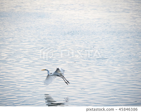 birds at riverside birds at riverside 45846386