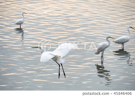 birds at riverside 45846406