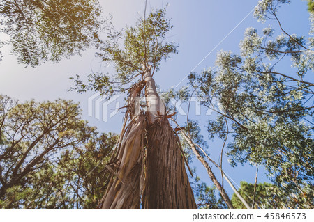 eucalyptus tree trunk loosing bark inside forest 45846573