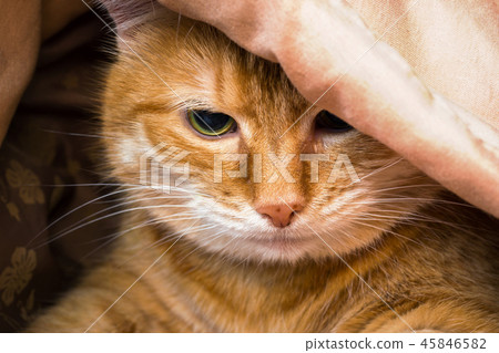 Muzzle red cat peeking out from under the blankets Muzzle red cat peeking out from under the blankets 45846582