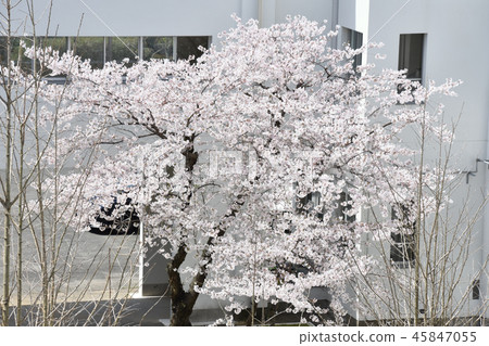 Cherry blossoms at school building 45847055