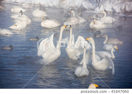 Beautiful white whooping swans 45847060