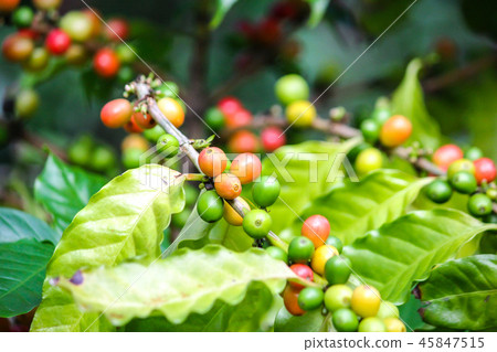 台灣,台北植物園,阿拉比卡,咖啡豆 45847515