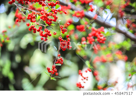 台灣,台北植物園,生態,植物 45847517