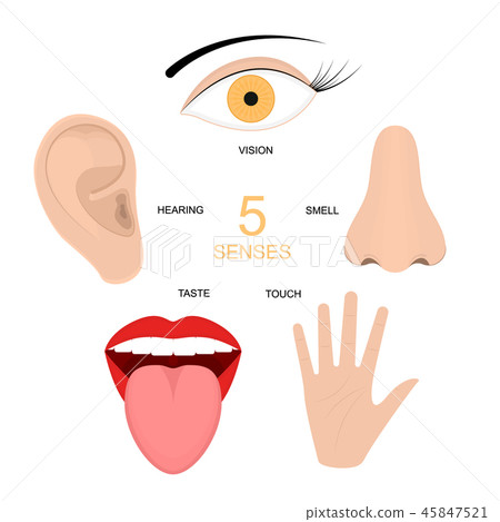 Cartoon Human Senses Signs Icon Set. Vector 45847521