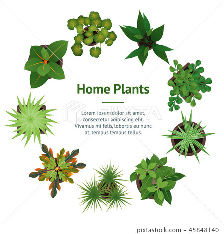 Realistic Detailed 3d Top View Green Plants Banner Card Circle . Vector Realistic Detailed 3d Top View Green Plants Banner Card Circle . Vector 45848140