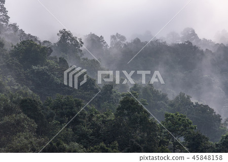 Beautiful morning of forest covered by low clouds 45848158