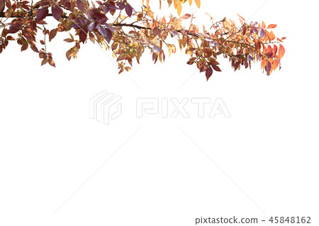 Autumn leaves 45848162