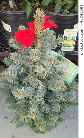 USA Christmas tree mini size fir tree Colorado blue spruce USA Christmas tree mini size fir tree Colorado blue spruce 45848691
