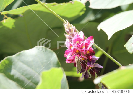 Kudzu Kudzu 45848726