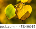 Yellow And Orange Autumn Tree Leaves In Fall 45849045