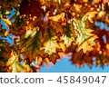 Yellow And Orange Autumn Tree Leaves In Fall 45849047