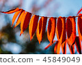 Yellow And Orange Autumn Tree Leaves In Fall 45849049