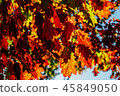 Yellow And Orange Autumn Tree Leaves In Fall 45849050