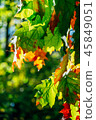 Yellow And Orange Autumn Tree Leaves In Fall 45849051