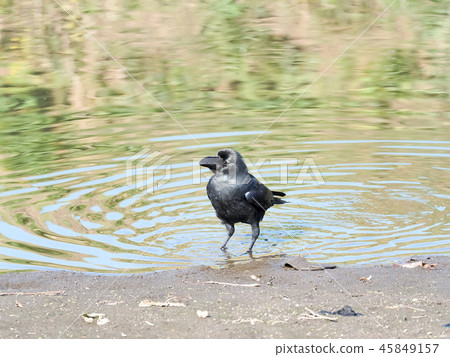 Crow of waterside 45849157