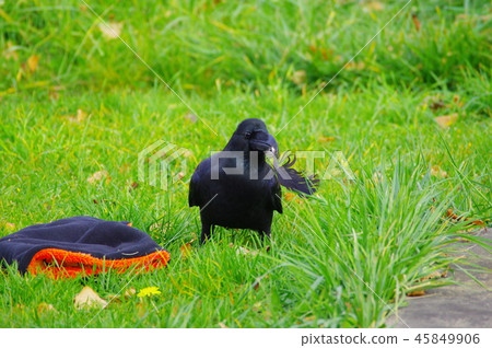 Hashibuto glass which adds feathers 45849906